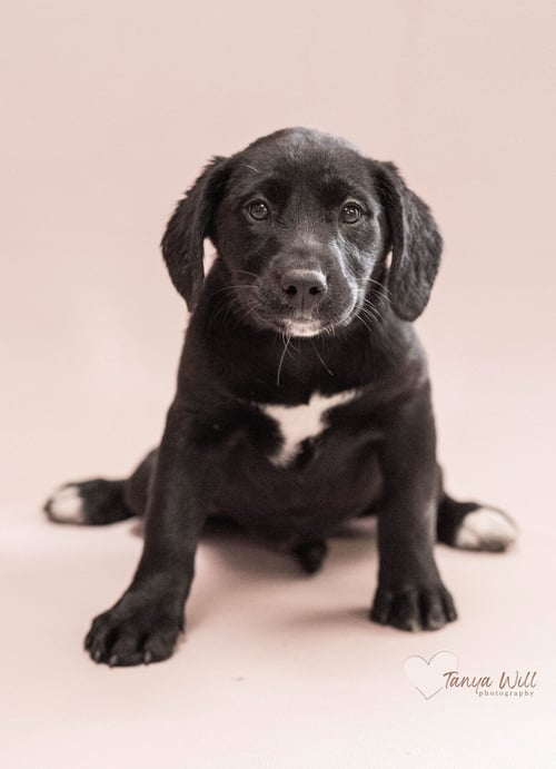 CHERRY - Labrador Retriever available for adoption