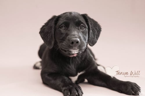 CHERRY - Labrador Retriever available for adoption