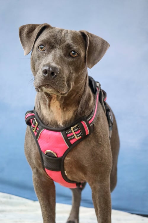 DEMI - Terrier for adoption in Greenville