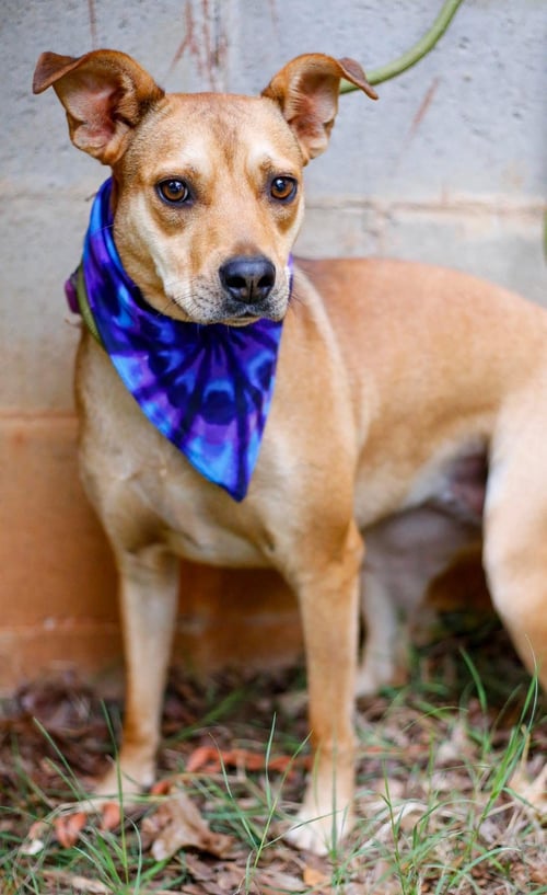 SUZIE - Terrier available for adoption