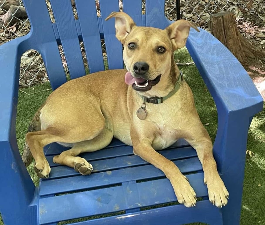 Suzie Image