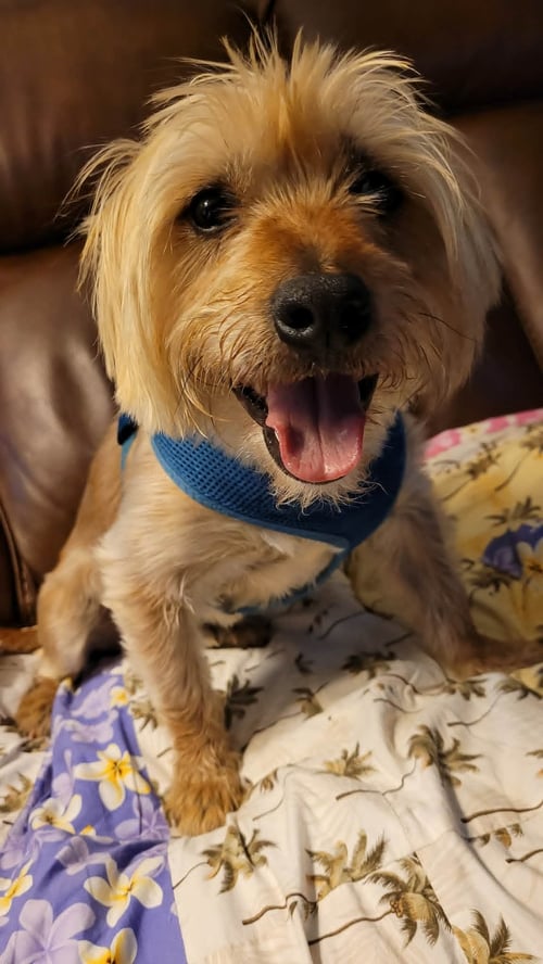 WINSTON - Silky Terrier available for adoption