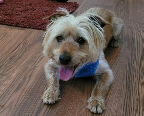 WINSTON - Silky Terrier available for adoption