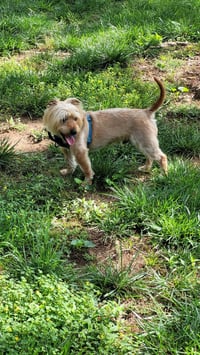 Winston - Photo 3