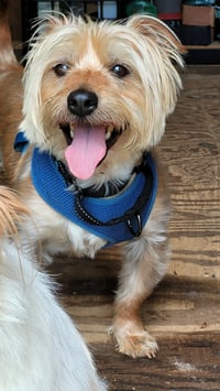 Winston - Photo 4