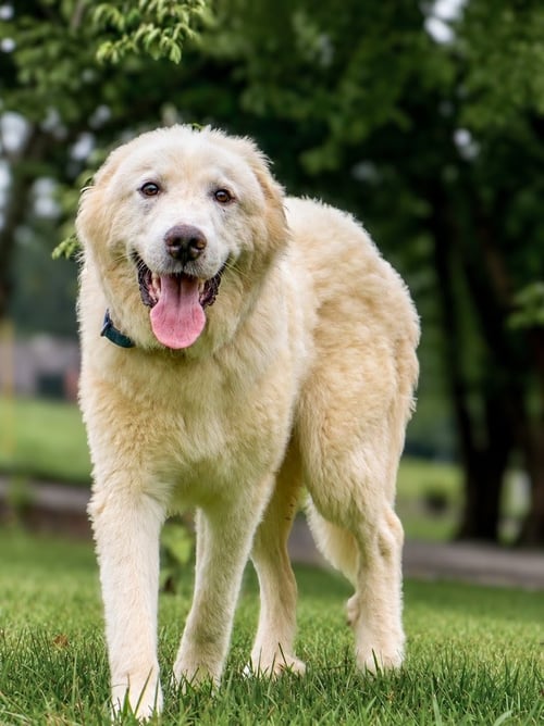 HUGO - Great Pyrenees for adoption in Greenville