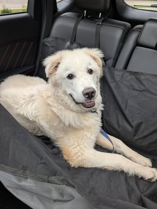 HUGO - Great Pyrenees available for adoption