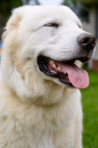 Hugo - Photo 4