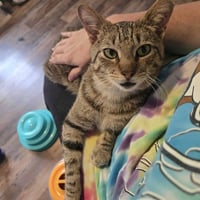 Tucker Kitty - Photo 4
