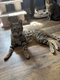 Tucker Kitty - Photo 2