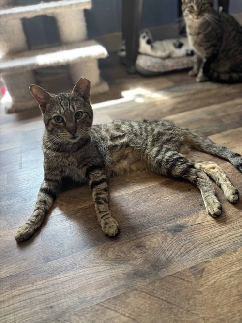 TUCKER KITTY - American Shorthair available for adoption