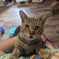Tucker Kitty - Photo 3