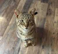 Tucker Kitty - Photo 1