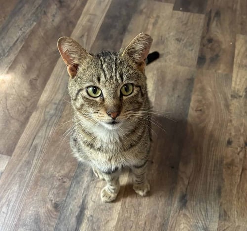 TUCKER KITTY - American Shorthair for adoption in Greenville