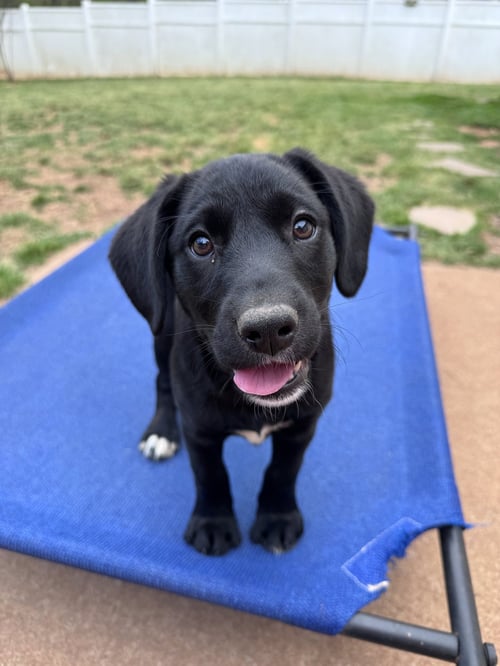 PLUM - Labrador Retriever available for adoption