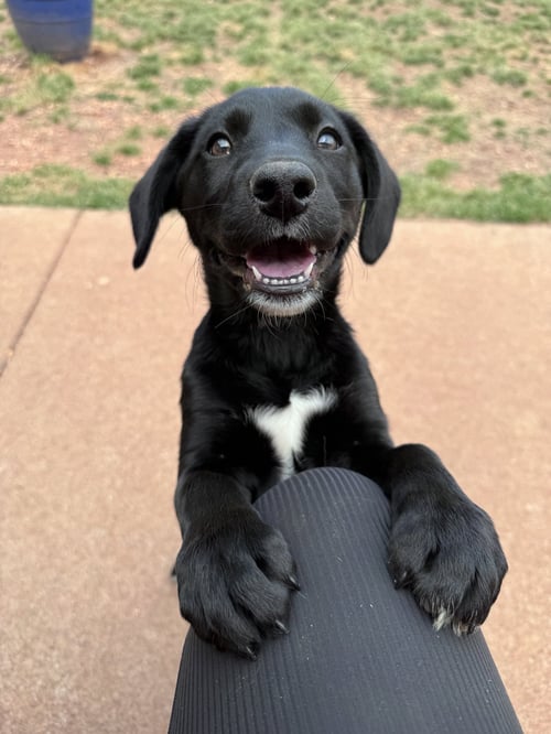 PLUM - Labrador Retriever available for adoption