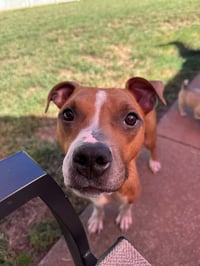 Toastie - Photo 2