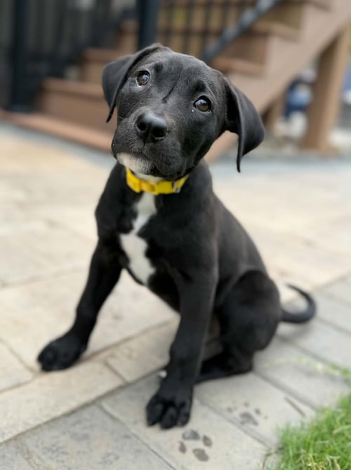 SUNSHINE - Labrador Retriever available for adoption