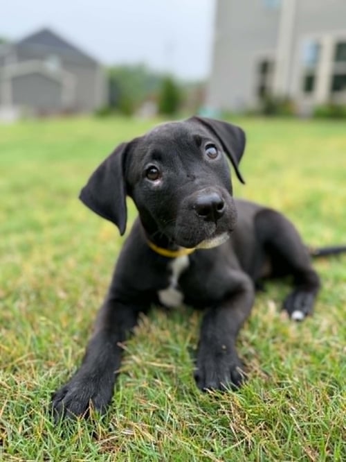 SUNSHINE - Labrador Retriever available for adoption
