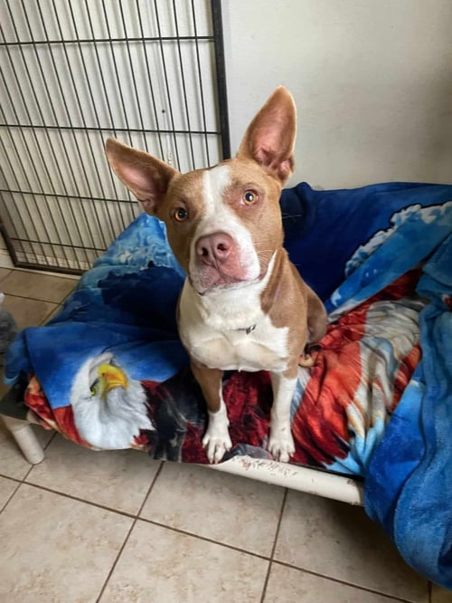 NYLA - Terrier available for adoption