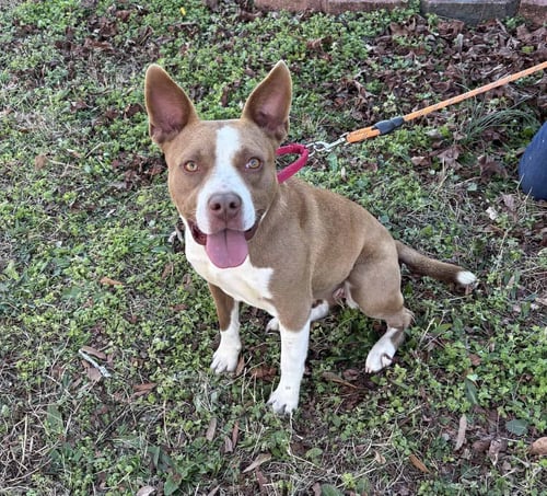 NYLA - Terrier available for adoption