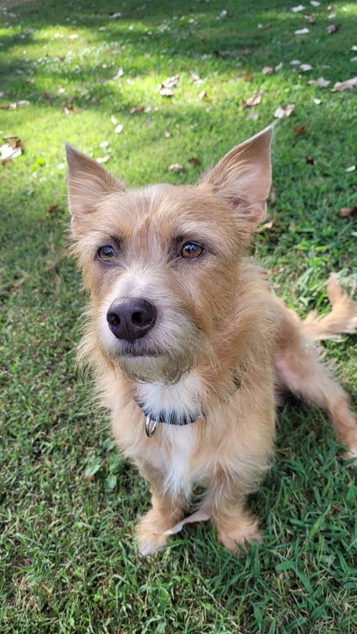 HARRY - Terrier available for adoption