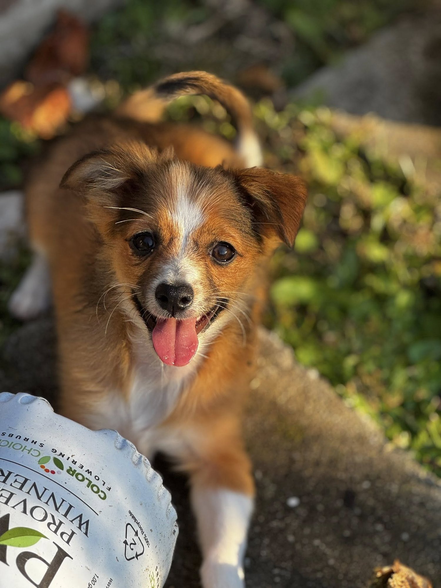 PAWLMER - Unknown available for adoption