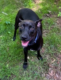 Brandy - Photo 4