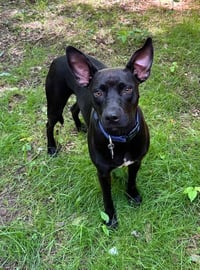 Brandy - Photo 2