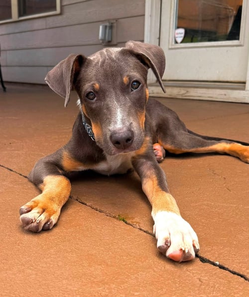 LUDWIG - Terrier available for adoption