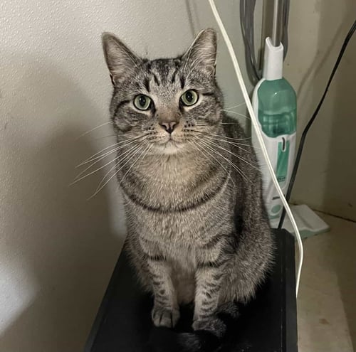 OLLIE - American Shorthair for adoption in Greenville