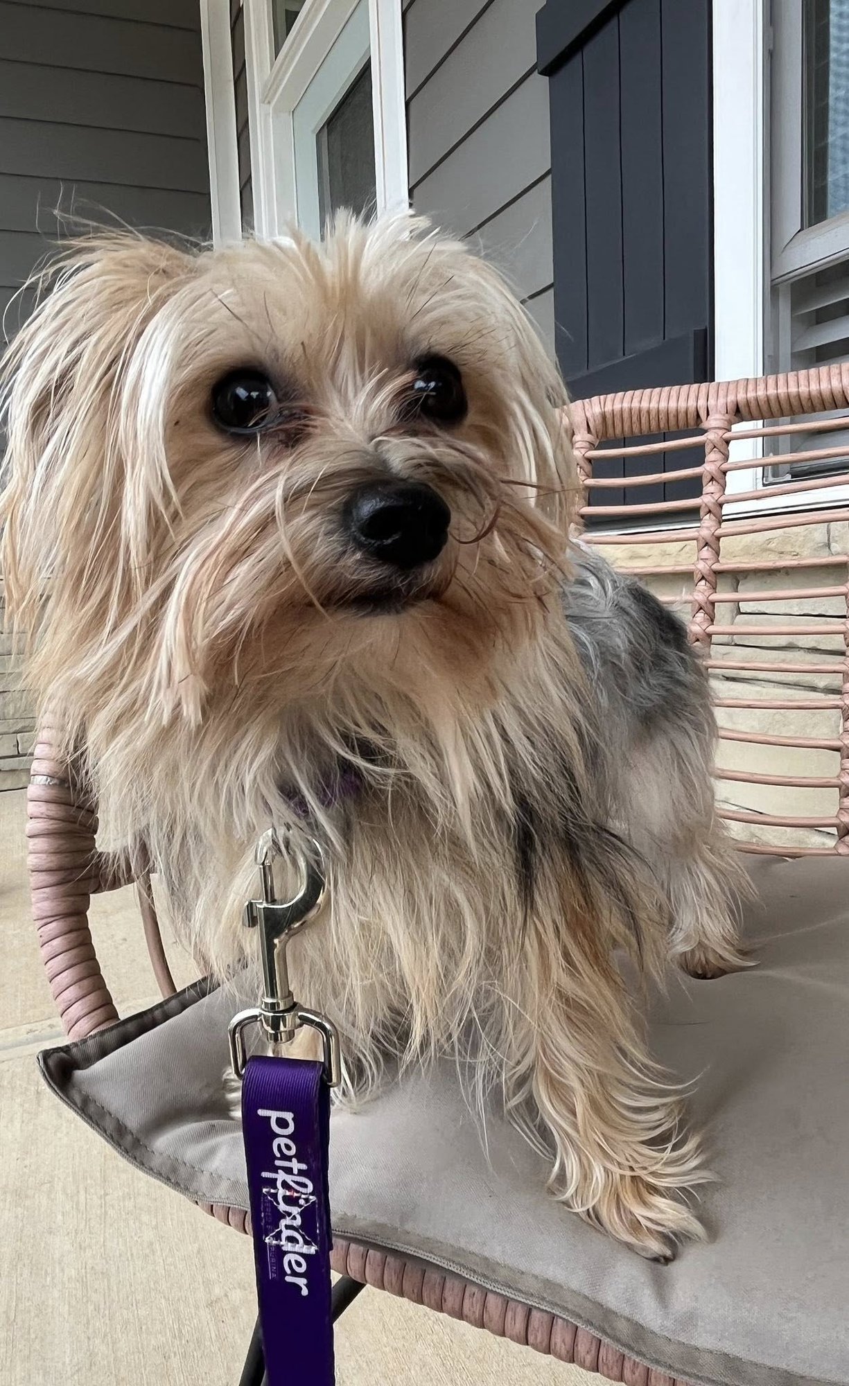 FIGARO - Yorkshire Terrier Yorkie available for adoption