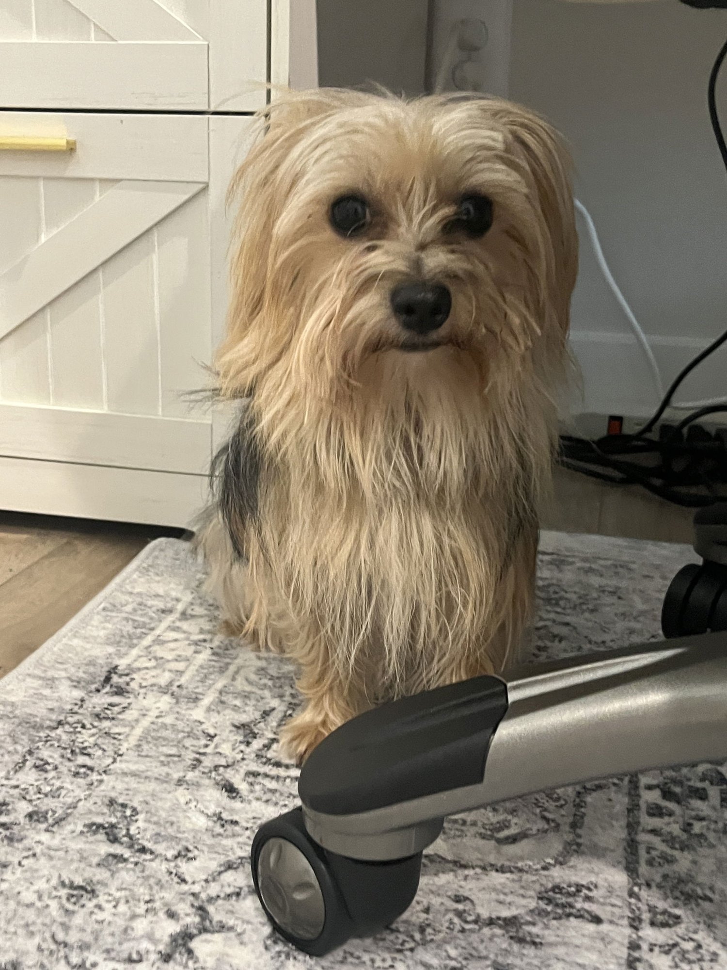 FIGARO - Yorkshire Terrier Yorkie available for adoption