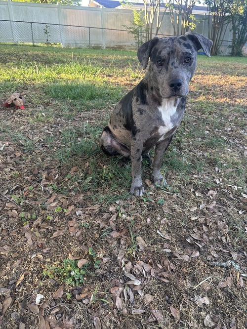 BAUER - Terrier available for adoption