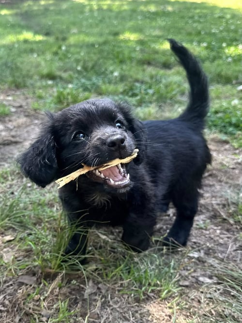 BECKY - Terrier available for adoption