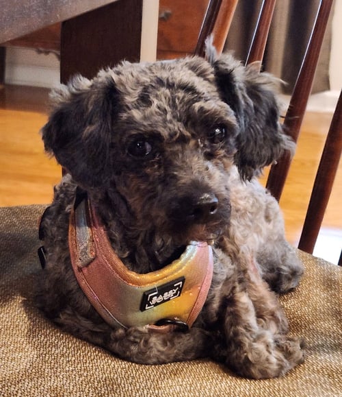 FANNY - Poodle (Toy) available for adoption