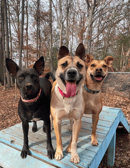 GINGER - Shepherd available for adoption