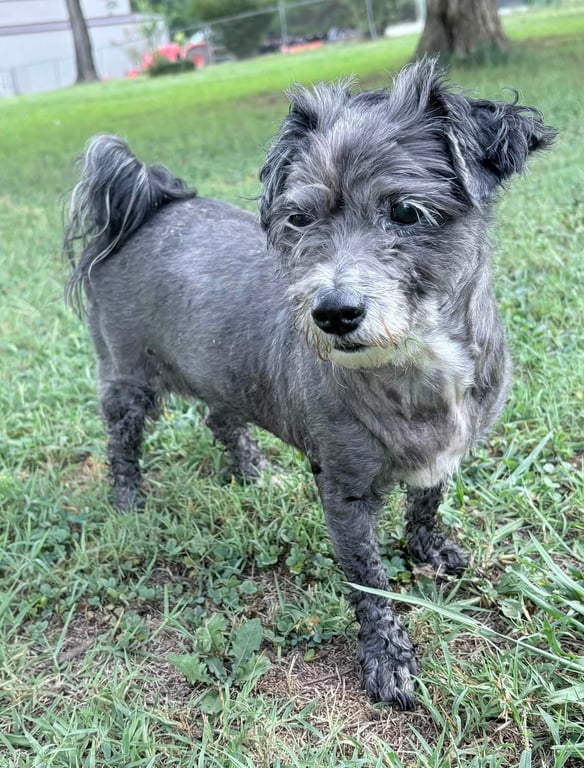 Maude Image