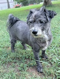 Maude - Photo 1