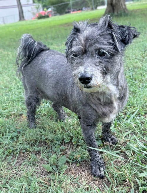 MAUDE - Unknown available for adoption