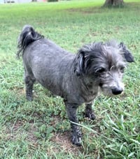 Maude - Photo 3
