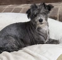 Maude - Photo 2