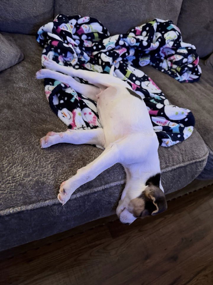 BART - Terrier available for adoption