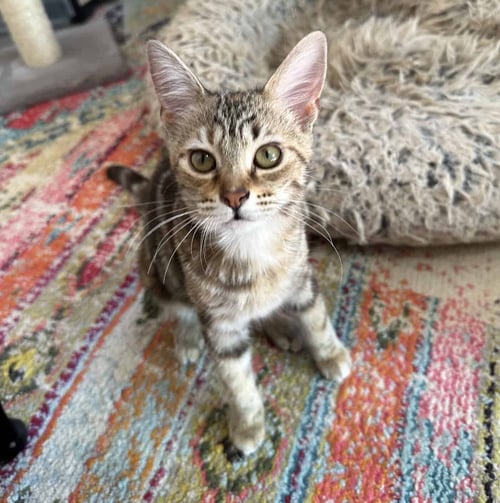 TWINKLE - American Shorthair available for adoption