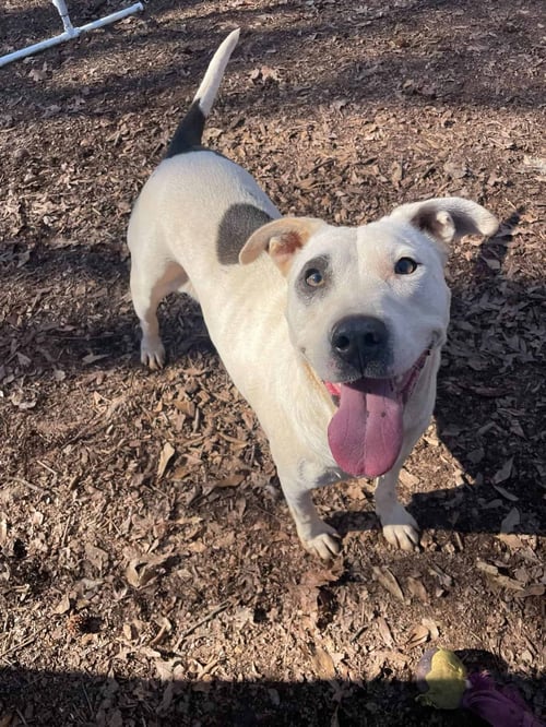 PANDA - Terrier for adoption in Greenville