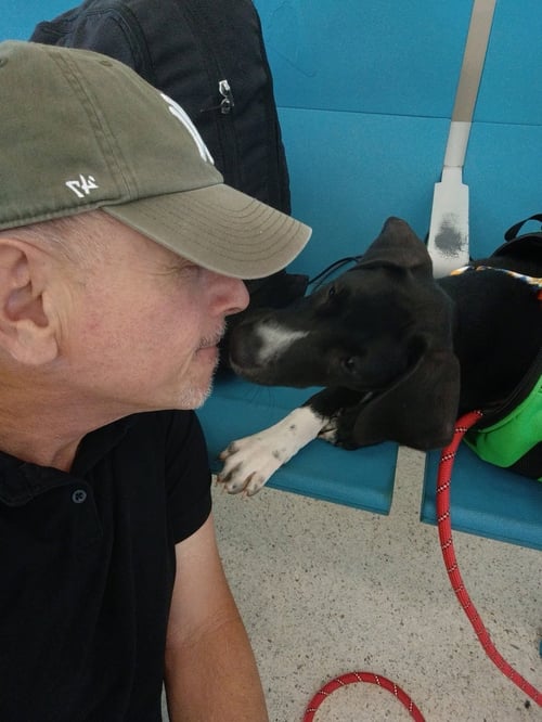 MAX - Labrador Retriever available for adoption