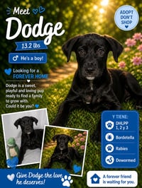 Dodge - Photo 1