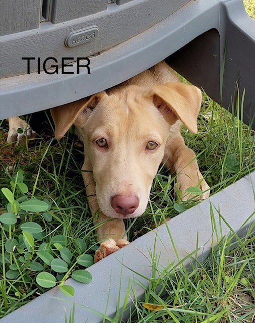 Tiger Image