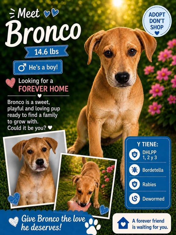 Bronco Image
