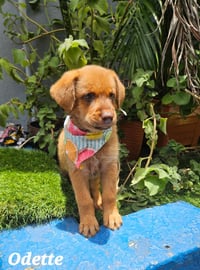 Oddette - Photo 1
